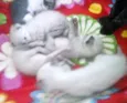 felinos