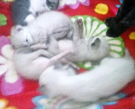Gato ra a vira lata idade Abaixo de 2 meses nome felinos