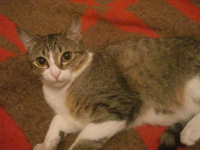 Gato ra a SRD idade 2 a 6 meses nome Sem nome