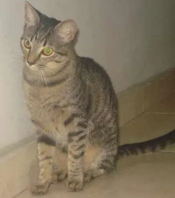 Gato ra a SRD idade 2 a 6 meses nome Sem nome