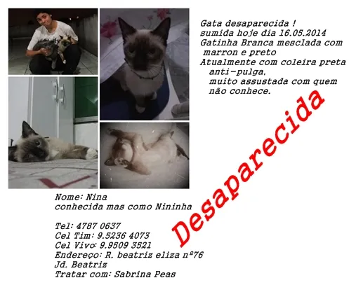 Gato ra a Siames  idade 7 a 11 meses nome Nina