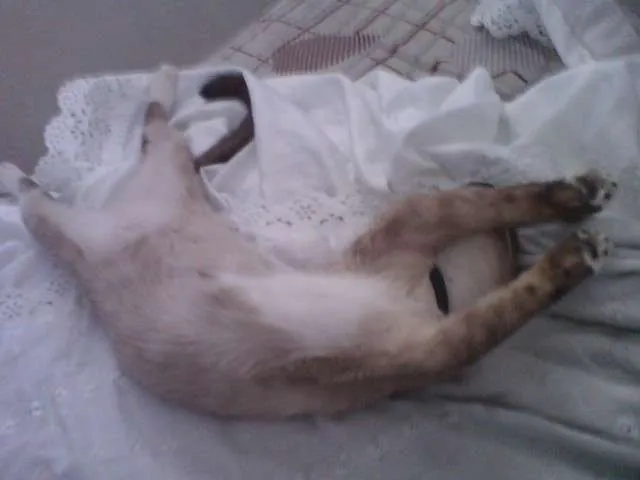 Gato ra a Siames  idade 7 a 11 meses nome Nina