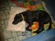 Labrador preto, 5 a