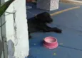Labrador preto, 5 a