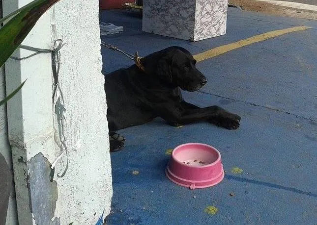 Cachorro ra a Labrador idade 5 anos nome Labrador preto, 5 a