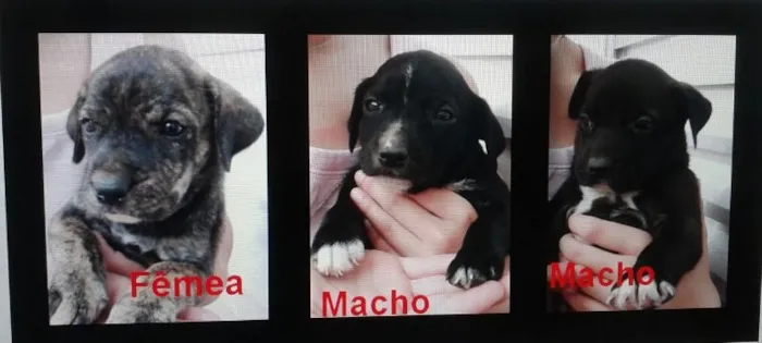 Cachorro ra a indefinida idade Abaixo de 2 meses nome sem nomes