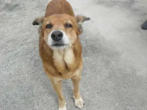 Cachorro raça SRD idade 7 a 11 meses nome Brad