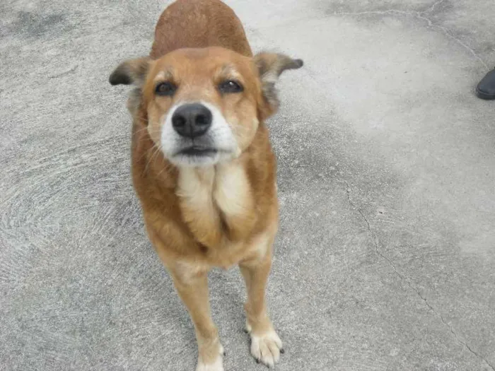 Cachorro ra a SRD idade 7 a 11 meses nome Brad
