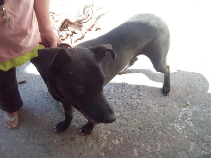 Cachorro ra a Labrador idade 1 ano nome Spike