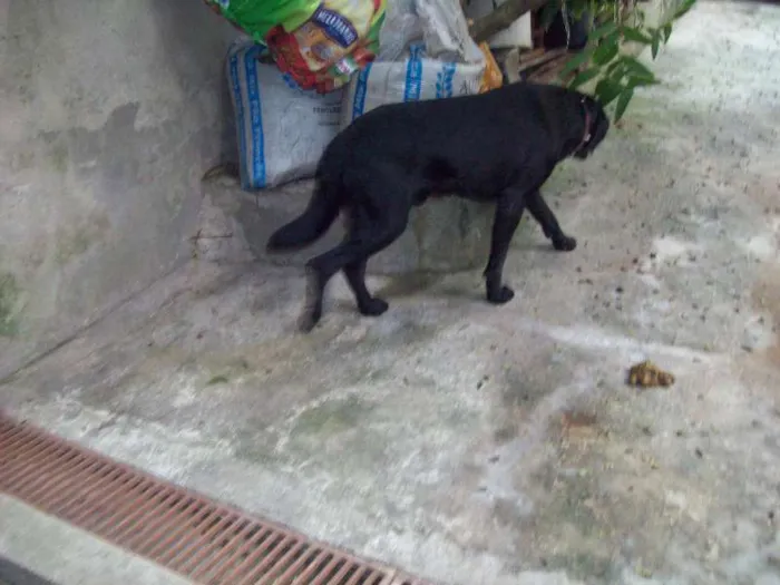 Cachorro ra a Labrador idade 1 ano nome Spike