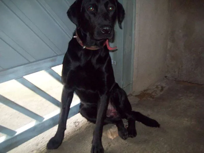 Cachorro ra a Labrador idade 1 ano nome Spike