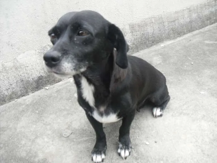 Cachorro ra a SRD idade 3 anos nome Pretinha