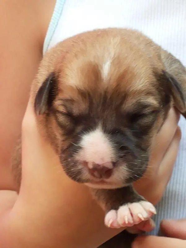 Cachorro ra a indefinida idade Abaixo de 2 meses nome sem nomes