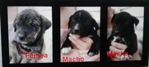 Cachorro raça Indefina idade Abaixo de 2 meses nome sem nome