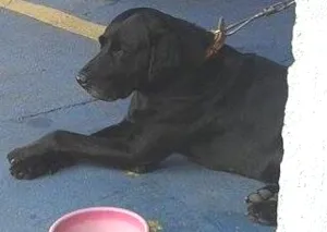 Cachorro raça Labrador idade 5 anos nome Labrador preto, 5 a