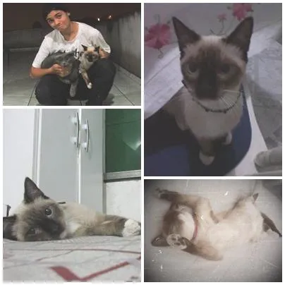 Gato ra a Siames  idade 7 a 11 meses nome Nina