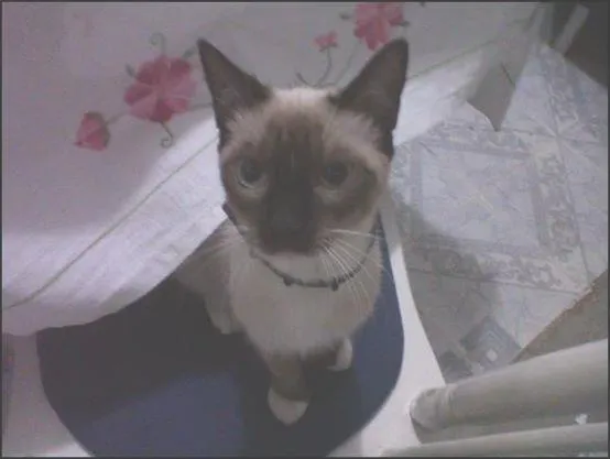 Gato ra a Siames  idade 7 a 11 meses nome Nina