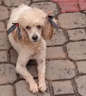 Cachorro raça poodle idade 2 anos nome Não sei