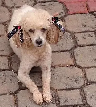 Cachorro ra a poodle idade 2 anos nome Não sei