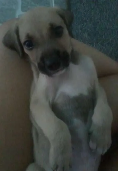 Cachorro raça nenhuma idade 2 a 6 meses nome Apollo