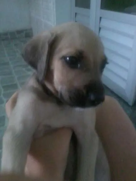 Cachorro raça nenhuma idade 2 a 6 meses nome Apollo