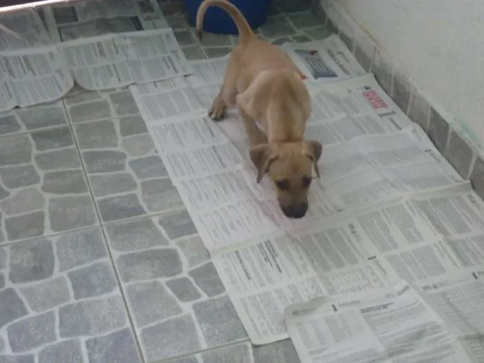 Cachorro raça nenhuma idade 2 a 6 meses nome Apollo