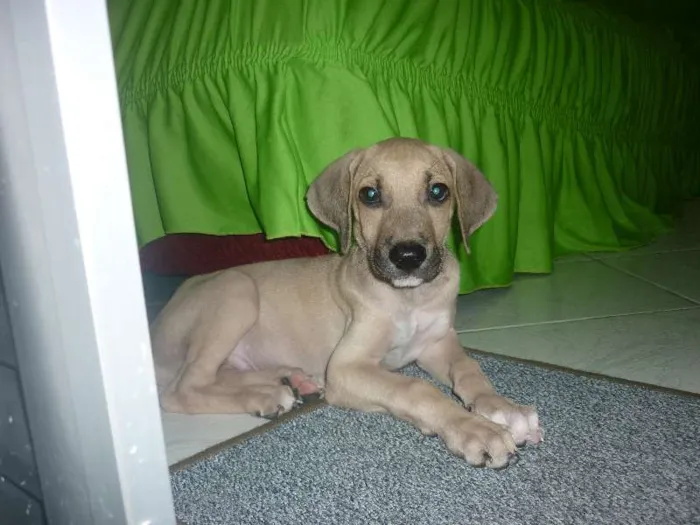 Cachorro raça nenhuma idade 2 a 6 meses nome Apollo