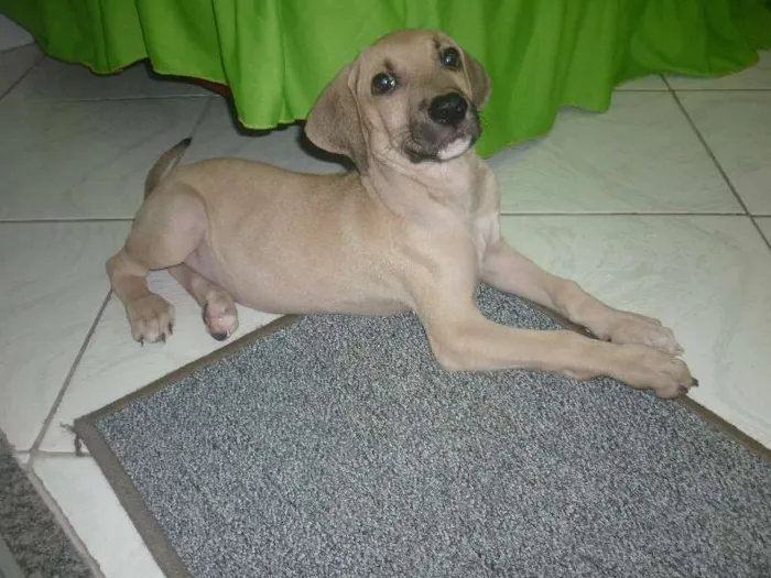 Cachorro raça nenhuma idade 2 a 6 meses nome Apollo