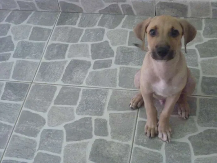 Cachorro raça nenhuma idade 2 a 6 meses nome Apollo
