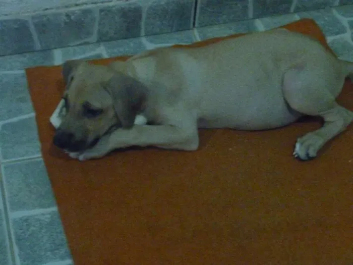 Cachorro raça nenhuma idade 2 a 6 meses nome Apollo