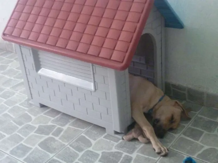 Cachorro raça nenhuma idade 2 a 6 meses nome Apollo