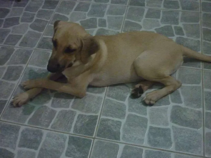Cachorro raça nenhuma idade 2 a 6 meses nome Apollo
