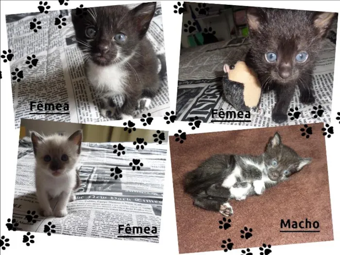 Gato ra a  idade Abaixo de 2 meses nome sem nome