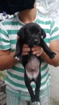 Filó