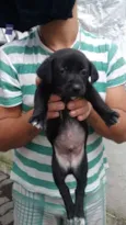 Filó