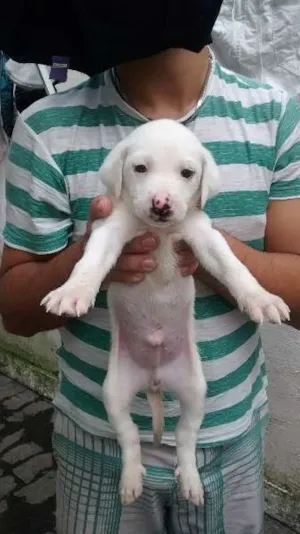 Cachorro raça SRD idade Abaixo de 2 meses nome Filó