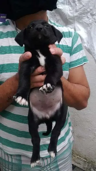 Cachorro ra a SRD idade Abaixo de 2 meses nome Filó