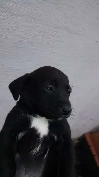 Cachorro ra a SRD idade Abaixo de 2 meses nome Filó