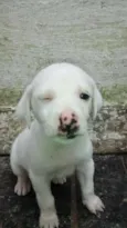 Filó