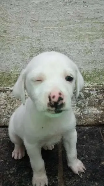 Cachorro ra a SRD idade Abaixo de 2 meses nome Filó