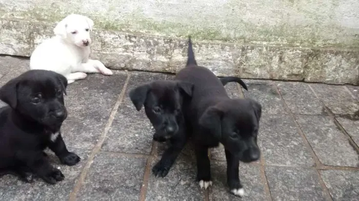 Cachorro ra a SRD idade Abaixo de 2 meses nome Filó