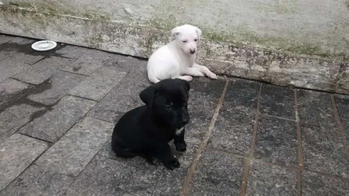 Cachorro ra a SRD idade Abaixo de 2 meses nome Filó