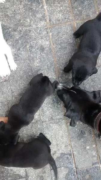 Cachorro ra a SRD idade Abaixo de 2 meses nome Filó