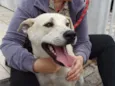 Luca
