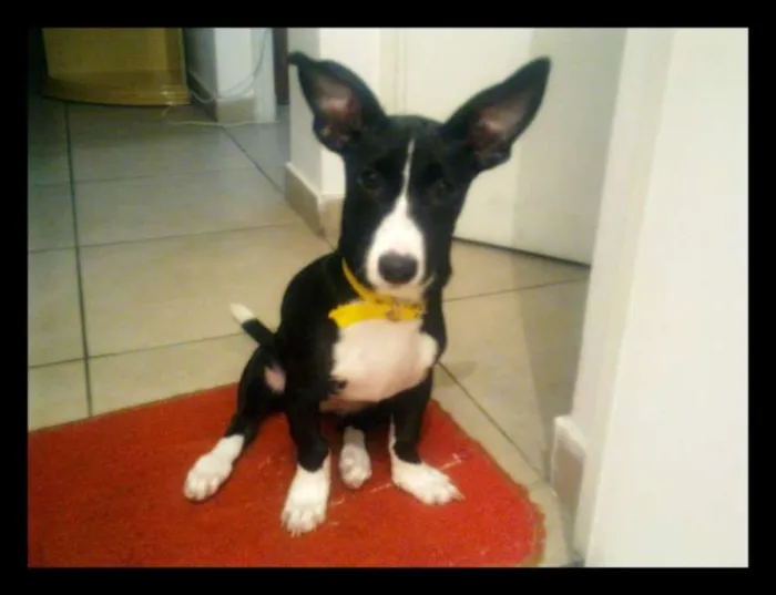 Cachorro ra a SRD idade 7 a 11 meses nome Nina