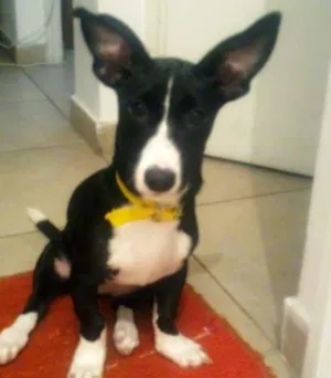 Cachorro raça SRD idade 7 a 11 meses nome Nina