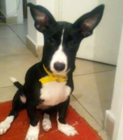 Cachorro ra a SRD idade 7 a 11 meses nome Nina