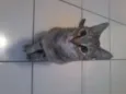 Kit