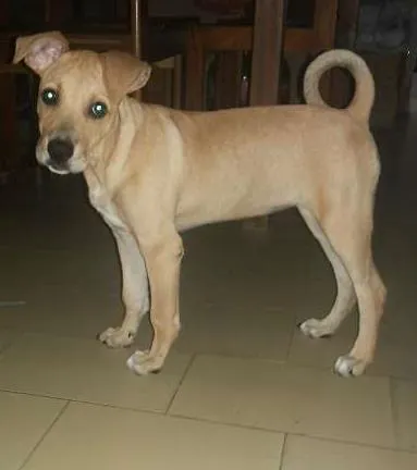 Cachorro ra a vira lata idade 2 a 6 meses nome Flor