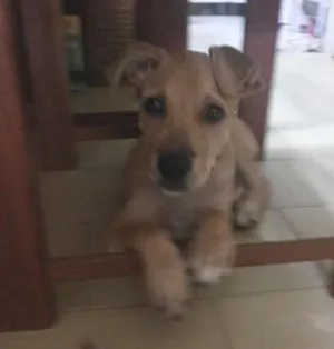 Cachorro raça vira lata idade 2 a 6 meses nome Flor